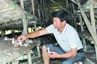 青島一農(nóng)業(yè)合作社種植姬松茸年收入達(dá)上百萬(wàn)元 ()
