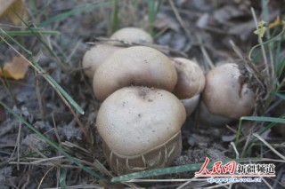 新疆阿合奇野蘑菇被稱(chēng)為林中“嬌子” ()