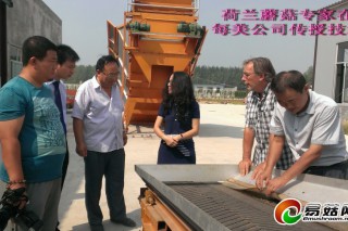 山東鄒城每美食品公司雙孢菇試產(chǎn)成功 ()