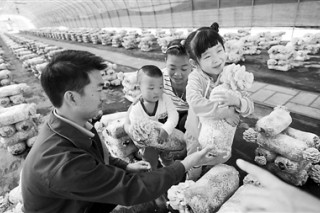 北京通州區(qū)食用菌豐富市民餐桌 ()