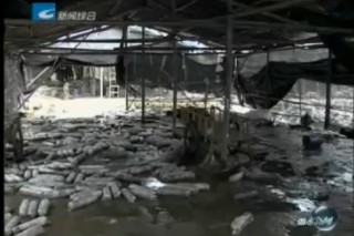 龍泉市蘭巨鄉(xiāng)大巨村受臺(tái)風(fēng)“菲特”影響黑木耳菌棒受災(zāi)嚴(yán)重 ()