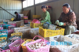 小農(nóng)水發(fā)展食用菌大棚更令人欣喜 ()