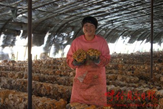 小小滑子菇能夠賺大錢(qián) ()