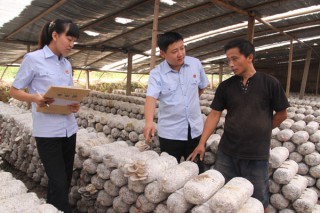 安陽縣法官為菇農(nóng)開展法律咨詢 ()