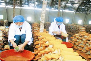 高科技人才助力山西食藥用菌產(chǎn)業(yè)發(fā)展 ()