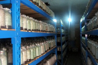 開化縣植物檢疫站開展食用菌專項檢查 ()