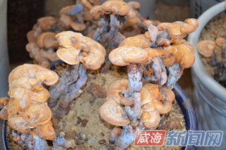乳山食用菌開發(fā)利用朝多樣化方向發(fā)展 ()