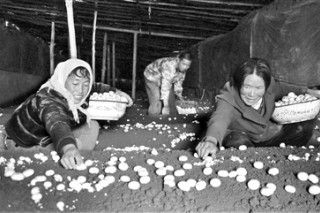 山丹縣雙孢菇遠(yuǎn)銷廣東、福建 ()