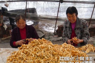 平泉縣小型農(nóng)田水利帶動食用菌發(fā)展實現(xiàn)農(nóng)民致富 ()
