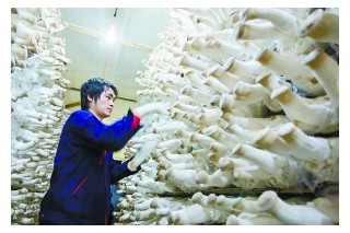 北京通州區(qū)工廠化生產(chǎn)杏鮑菇出口美國、泰國 ()