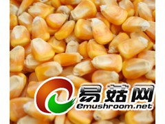 求购玉米、小麦图1