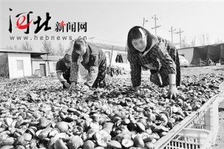 平泉縣延長食用菌產(chǎn)業(yè)鏈促進(jìn)菌農(nóng)增收 ()