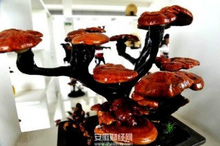 肥東縣元疃鄉(xiāng)靈芝形成產(chǎn)業(yè)化年產(chǎn)值近5000萬元 ()