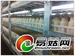 食用菌移动培养床及架图3