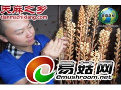 天麻0代种子|1代种子|鲜天麻|干天麻|蜜环菌|萌发菌|天麻图3