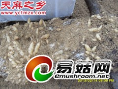 供应干天麻/无硫天麻/乌红杂交天麻人工种植/2013天麻价格图2