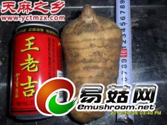 供应干天麻/无硫天麻/乌红杂交天麻人工种植/2013天麻价格图3