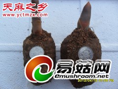 天麻的生长习性-湖北天麻种子|天麻种植|天麻批发|宜昌天麻网图1