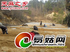 天麻的生长习性-湖北天麻种子|天麻种植|天麻批发|宜昌天麻网图2