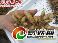 天麻的生长习性-湖北天麻种子|天麻种植|天麻批发|宜昌天麻网图3