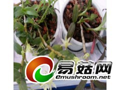 中药石斛种植专配LED灯/药用菌LED生长灯图1