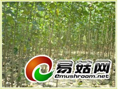 杨树成林量高图1