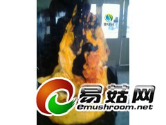 供应台湾特有“牛樟菇”图1