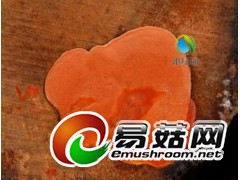 销售保健品牛樟芝图1