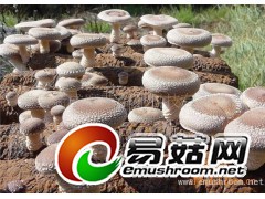 绿色无公害食品香菇豇豆图1