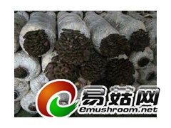 平菇食用菌图1