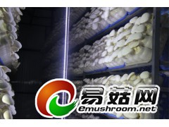 白灵菇生物LED灯带/菇用LED灯带/菇横栽用光照灯图1