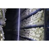 白灵菇生物LED灯带/菇用LED灯带/菇横栽用光照灯