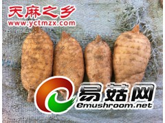 中国天麻产销联盟-天麻种植技术-天麻基地-天麻种子图1