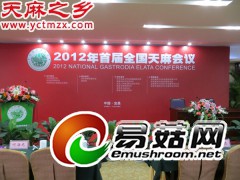 中国天麻产销联盟-天麻种植技术-天麻基地-天麻种子图2