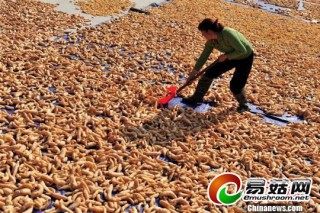 中國新聞網(wǎng)：“中國天麻之鄉(xiāng)”豐收在金秋 ()