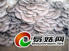 平菇食用菌图1