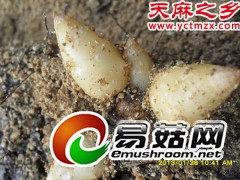 乌红杂交天麻种子-红天麻种子-乌天麻种子--绿天麻种子图1