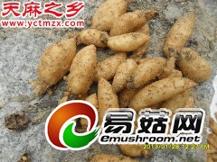 乌红杂交天麻种子-红天麻种子-乌天麻种子--绿天麻种子图2