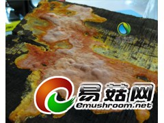 人工培育技术的研发牛樟芝图1