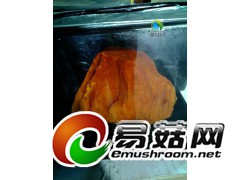 牛樟芝高药用价值图1