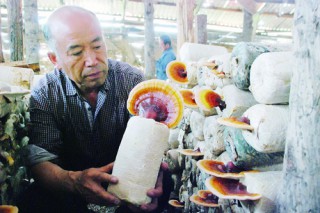 伊春市友好區(qū)野生靈芝人工培養(yǎng)喜獲成功 ()