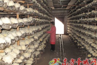 銀耳花開黃河灘 再現(xiàn)江北大市場(chǎng) ()