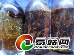 天麻蜜环菌-萌发菌-玉米菌-枝条菌-天麻蒴果-天麻种植技术图1