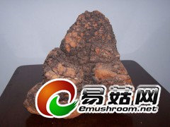 供应桦褐孔菌统货2吨，批发量最少100kg图1