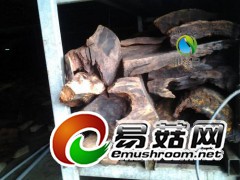 5公分—1.5米的牛樟树图1