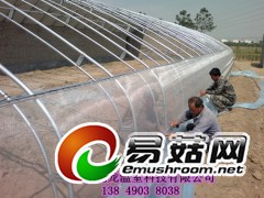 有后墙的日光温室大棚 蘑菇钢架拱棚 郑州亿龙图1