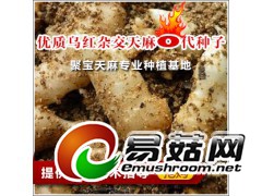 大量供应高产乌红杂交天麻种子，提供种植技术图1