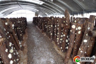 中國銀耳之鄉(xiāng)豐收在金秋 ()