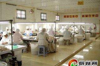 福建古田：“中國食用菌之都”的品質(zhì)提升之路 ()