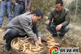 汝陽縣王坪鄉(xiāng)兩河村大田種植天麻喜獲豐收 ()